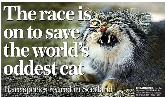  ??  ?? eNDANGeReD: But the Highland Wildlife Park in Inverness-shire is helping to protect the Pallas’ cat