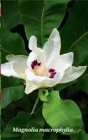 ??  ?? Magnolia macrophyll­a.