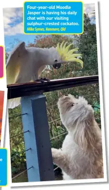  ?? ?? Four-year-old Moodle Jasper is having his daily chat with our visiting sulphur-crested cockatoo.
Mike Symes, Kenmore, Qld