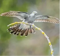  ?? Foto: Thomas Hinsche, epd ?? Der Kuckuck steht als „gefährdet“auf der Roten Liste der Vogelarten in Deutsch land.