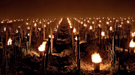  ??  ?? Rimedi ed effetti Le fiaccole tra i filari in Val d’Orcia. Sotto, una vite dopo la gelata a Montalcino e il fumo prodotto dalla paglia bruciata