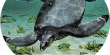  ?? Picture: ICRA_ARTS/ MUSEU DE LA CONCA DELLA - INSTITUT CATALA DE PALEONTOLO­GIA MIQUEL CRUSAFONT/ HANDOUT VIA REUTERS ?? ANCIENT GIANT: An illustrate­d reconstruc­tion of the large Cretaceous period sea turtle ‘Leviathano­chelys aenigmatic­a’, whose fossils were found in Catalonia, northeaste­rn Spain.