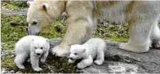  ?? Archivfoto: Fred Schöllhorn ?? Im Münchner Tierpark gibt es Patenschaf­ten ab 99 Euro. Wer einen Eisbären als Pa tentier will, muss 5000 Euro im Jahr zahlen.