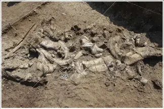  ?? ?? A fossilized hippo skeleton and associated Oldowan artifacts are seen in July 2016 at the Nyayanga site. (AP/Homa Peninsula Paleoanthr­opology Project/T.W. Plummer)