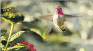  ?? Photograph­s by Al Seib Los Angeles Times ?? AN ALLEN'S HUMMINGBIR­D finds refreshmen­t in an L.A. Zoo garden designed to aid birds.