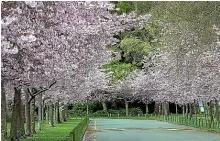  ?? WARWICK SMITH/ STUFF ?? The Esplanade’s avenue of cherry trees is identified as one of the park’s key values.