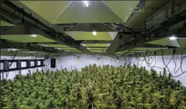  ?? Brendan Smialowski / Getty Images ?? The canopy of a marijuana crop is seen at Alternativ­e Solutions, a DC area medical marijuana producer, April 20, 2016 in Washington.