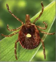  ?? (AP/CDC/James Gathany) ?? A female lone star tick found mainly in the Southeast has recently been connected to an allergic reaction to red meat.