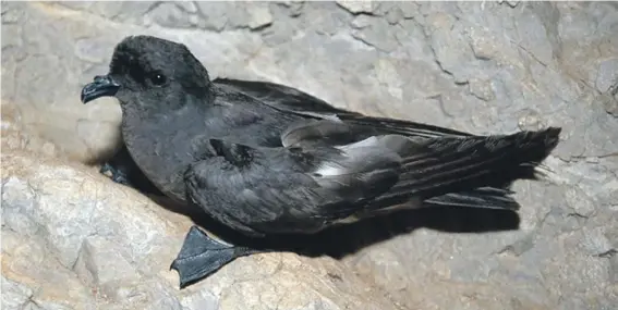  ??  ?? Hydrobates pelagicus melitensis (John J Borg, BirdLife Malta)