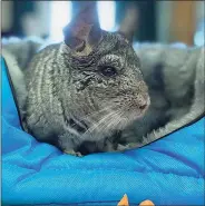  ?? Beardsley Zoo / Contribute­d photo ?? Wiggles, the chinchilla — elected as mayor of Connecticu­t’s Beardsley Zoo in Bridgeport in November — died Sunday from advanced age, the zoo said.