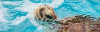  ?? LOGGERHEAD MARINELIFE CENTER ?? For millions of years, female loggerhead­s have been laying eggs on the very Florida beaches where they hatched.