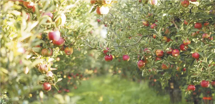  ??  ?? Si vous n’avez jamais vécu la belle expérience de cueillir des pommes dans un verger, je vous encourage fortement à le faire en famille. Le verger vous ravira par sa beauté. En plus des belles pommes, profitez-en également pour vous procurer de beaux...