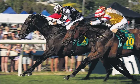  ?? Picture / Nick Reed ?? Kawi ( left) has some tough rivals in the $ 200,000 Haunui Farm Classic at Otaki today.