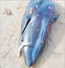  ?? PICTURE / ANDY MOUAT ?? The larger of the Taupo Bay whales, showing evidence of attack by a cookie cutter shark.