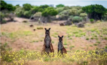  ??  ?? One thing’s for certain – you’ll see plenty of kangaroos on Kangaroo Island.