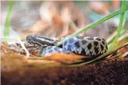  ?? SARAH PHIPPS/THE OKLAHOMAN ?? An eastern massasauga snakelet is shown in its habitat Thursday at the Oklahoma City Zoo and Botanical Garden.