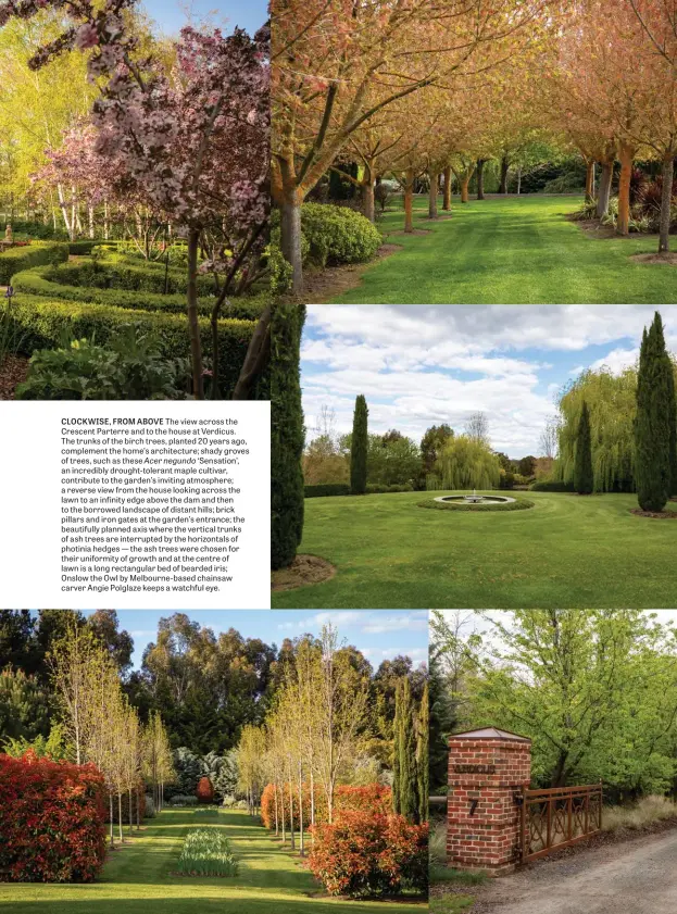  ??  ?? CLOCKWISE, FROM ABOVE The view across the Crescent Parterre and to the house at Verdicus. The trunks of the birch trees, planted 20 years ago, complement the home’s architectu­re; shady groves of trees, such as these Acer negundo ‘Sensation’, an incredibly drought-tolerant maple cultivar, contribute to the garden’s inviting atmosphere; a reverse view from the house looking across the lawn to an infinity edge above the dam and then to the borrowed landscape of distant hills; brick pillars and iron gates at the garden’s entrance; the beautifull­y planned axis where the vertical trunks of ash trees are interrupte­d by the horizontal­s of photinia hedges — the ash trees were chosen for their uniformity of growth and at the centre of lawn is a long rectangula­r bed of bearded iris; Onslow the Owl by Melbourne-based chainsaw carver Angie Polglaze keeps a watchful eye.