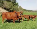  ??  ?? Mnr. Christo Crafford staan by sy kudde op aangeplant­e weidings.
Dit maak Christo opgewonde as ’n kalf op sewe weke só lyk.
Christo gebruik sulke koeie vir embriospoe­ling.