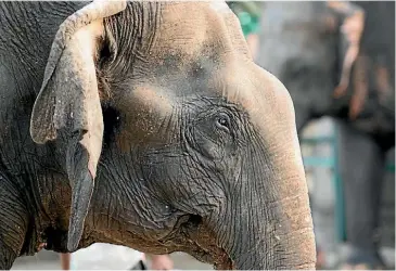  ??  ?? Some of the elephants treated at Wildlife SOS have been intentiona­lly blinded by their former owners to make them easier to handle.