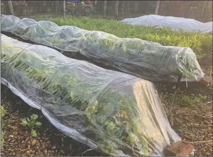  ?? LEE REICH VIA AP ?? This undated photo shows an autumn vegetable garden in New Paltz, N.Y. Hardy vegetables such as lettuce, endive, and arugula can be harvested well into autumn even in northern gardens with some protection from “tunnels” covered with clear plastic or row covers.