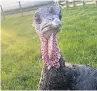  ??  ?? CRY FOWL Turkey at farm