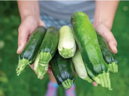  ??  ?? DANGER: More people have started growing veg during lockdown but courgettes can contain toxic chemicals