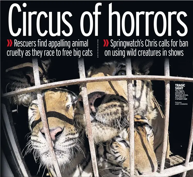  ?? Pictures: ANDY COMMINS ?? TRAGIC SIGHT Two tigers, owned by a Spanish circus, are held in a cramped cage