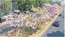  ?? ?? PRIMAVERA. Los árboles floreciero­n antes de tiempo. En la foto, Avenida Américas.