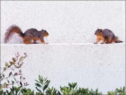  ??  ?? A pair of squirrels meet on a ledge.