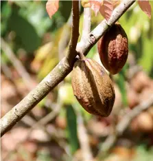  ??  ?? El cacao tiene una plaza muy fuerte en Baracoa.