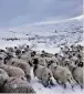  ??  ?? SNOW GO Sheep in deep