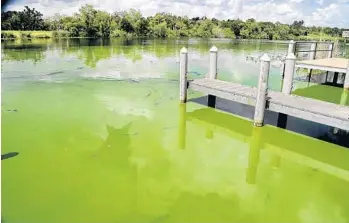  ?? PEDRO PORTAL/MIAMI HERALD ?? Blooms like this in the Caloosahat­chee River are unlikely to ooze their way to South Florida waters, officials say.