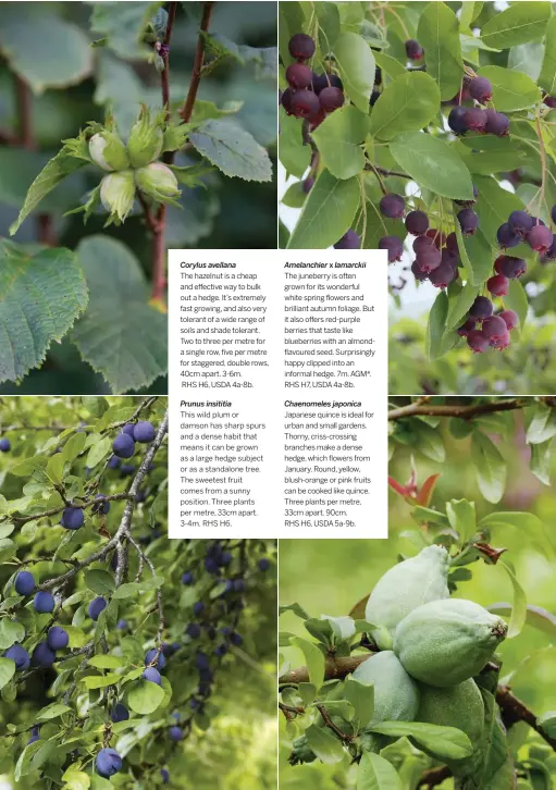  ??  ?? Corylus avellana
The hazelnut is a cheap and effective way to bulk out a hedge. It’s extremely fast growing, and also very tolerant of a wide range of soils and shade tolerant. Two to three per metre for a single row, five per metre for staggered, double rows, 40cm apart. 3-6m.
RHS H6, USDA 4a-8b.
Prunus insititia
This wild plum or damson has sharp spurs and a dense habit that means it can be grown as a large hedge subject or as a standalone tree. The sweetest fruit comes from a sunny position. Three plants per metre, 33cm apart. 3-4m. RHS H6.
Amelanchie­r
xlamarckii
The juneberry is often grown for its wonderful white spring flowers and brilliant autumn foliage. But it also offers red-purple berries that taste like blueberrie­s with an almondflav­oured seed. Surprising­ly happy clipped into an informal hedge. 7m. AGM*. RHS H7, USDA 4a-8b.
Chaenomele­s japonica
Japanese quince is ideal for urban and small gardens. Thorny, criss-crossing branches make a dense hedge, which flowers from January. Round, yellow, blush-orange or pink fruits can be cooked like quince. Three plants per metre, 33cm apart. 90cm.
RHS H6, USDA 5a-9b.