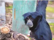  ?? COURTESY OF ABQ BIOPARK ?? Female siamang Johore, 30, died this week at the ABQ BioPark Zoo from a digestive tract infection caused by the shigella bacteria. She is the third ape to die from the illness in recent weeks.