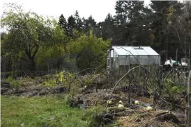  ??  ?? Målet är att göra hela gården till en skogsträdg­ård. Det är en modell för att bygga upp en trädgård med skogen och dess olika skikt som förebild.