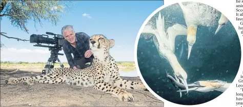  ?? ?? Animals With Cameras cameraman Gordon Buchanan gets up close with Eastern Grey Kangaroos in Australia, top, orphaned cheetahs in Namibia, and the gannet’s powerful diving skills, inset