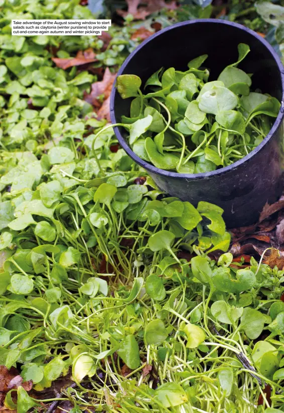  ??  ?? Take advantage of the August sowing window to start salads such as claytonia (winter purslane) to provide cut-and-come-again autumn and winter pickings