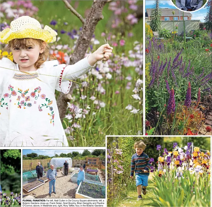  ??  ?? FLORAL FANATICS: Far left, Niall Cullen in De Courcy Square allotments; left, a Botanic Gardens close-up; Frank Nolan, Noel Murphy, Brian Geraghty and Pauline O’Connor, above, in Malahide and, right, Rory Taffee, four, in the Botanic Gardens