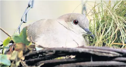  ??  ?? ●● Nesting dove