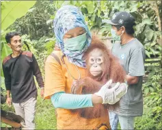  ??  ?? This handout from the Internatio­nal Animal Rescue shows Utu the orangutan being carried after being rescued from villagers who had kept him as a house pet in Ketapang, West Kalimantan province. — AFP photo