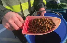  ?? ?? Granules to feed the salmons consisting primarily of plant-based materials, 20 to 30 per cent fish oil and meal, as well as vitamins, minerals and pigment to give the salmon’s flesh its characteri­stic pink colour, at the Oksebasen fish farm, in Giske, Norway.