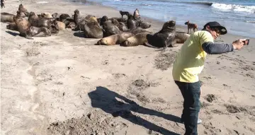  ?? — AFP photos by Martin Bernetti ?? A man takes a selfie picture as sea lions lie down in the sand, at San Antonio port, some 140 km west of Santiago, Chile. The hunting of sea lions is prohibitte­d in Chile until 2021, but their proliferat­ion in the last decades has become a huge problem for fishermen, since they attack their nets and rob the fish, putting their work in risk.