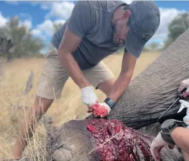  ?? ?? DR JOEL Alves from Wildscapes Veterinary and Conservati­on Services in Hoedspruit, removing a snare from an elephant.