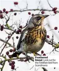  ??  ?? Feathered friend Look out for the Fieldfare bird from Scandinavi­a
