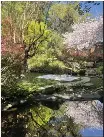  ?? PHOTO BY EVA HOLBROOK ?? Michael Donohue's Mill Valley wabi-sabi garden in springtime.