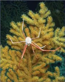  ??  ?? A deep-water crab on cold water corals growing at a depth of 1,000 metres off the west coast of Ireland.