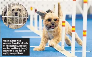  ??  ?? When Buster was rescued from the streets of Philadelph­ia, he was matted and bony (inset). Now he’s a top dog in agility competitio­ns.