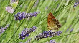  ?? (Photo C. R.) ?? La lavande officinale ou lavande vraie (Lavandula Angustifol­ia) est la plus appréciée des lavandes pour la qualité olfactive de son huile essentiell­e