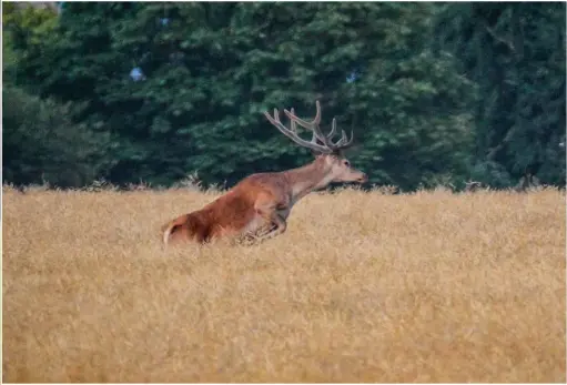  ??  ?? Parce qu’elle s’est démocratis­ée grâce au numérique, la photograph­ie d’animaux sauvages pose de plus en plus de problèmes de dérangemen­t.