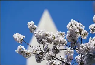  ?? SUSAN WALSH — THE ASSOCIATED PRESS ?? With the Washington Monument in the background, Yoshino cherry trees are in full bloom around the Tidal Basin in Washington, Tuesday, March 30, 2021. The 2021Nation­al Cherry Blossom Festival celebrates the original gift of 3,000cherry trees from the city of Tokyo to the people of Washington in 1912.